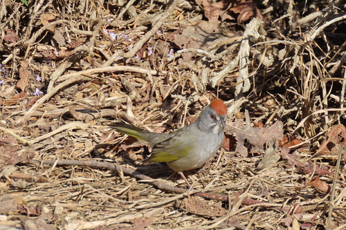 Green-tailed Towhee (Pipilo chlorurus), photo 2