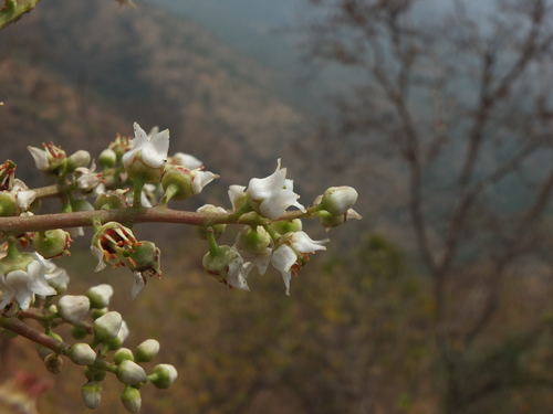 Boswellia serrata