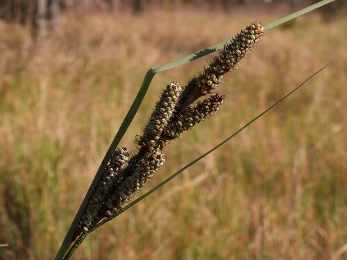 warty sedge (Carex verrucosa)