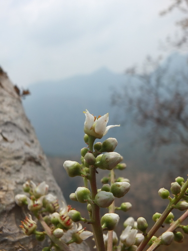 Boswellia serrata