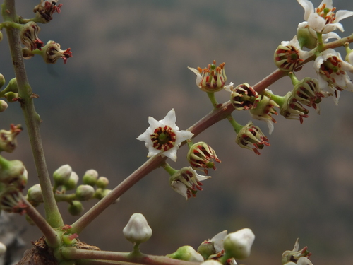Boswellia serrata