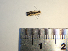 Ardozyga catarrhacta