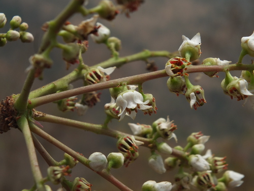 Boswellia serrata