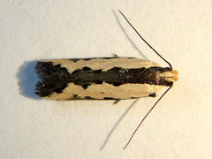 Ardozyga catarrhacta