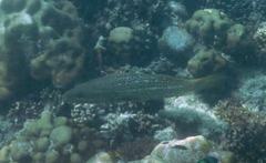 Anyperodon leucogrammicus