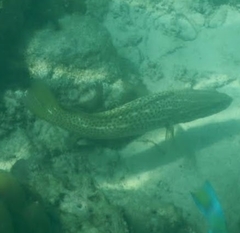 Anyperodon leucogrammicus