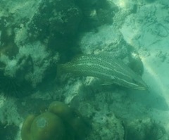 Anyperodon leucogrammicus