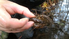 Austropotamobius torrentium