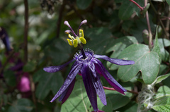 Passiflora umbilicata