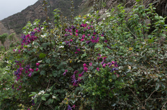 Passiflora umbilicata