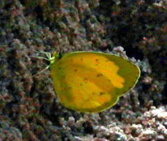 Eurema hecabe solifera