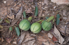 Passiflora miniata