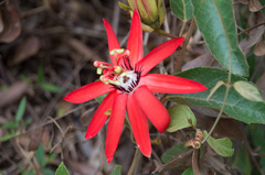 Passiflora miniata