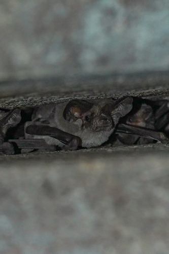 Mexican Free-tailed Bat observed by birdguy07
