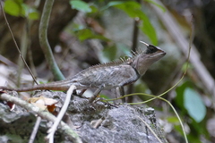 Acanthosaura phuketensis