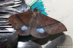 Ischyja inferna