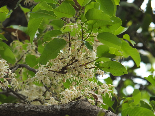 Image of White Meranti (Anthoshorea roxburghii) by (c) Siddarth Machado, some rights reserved (CC BY)