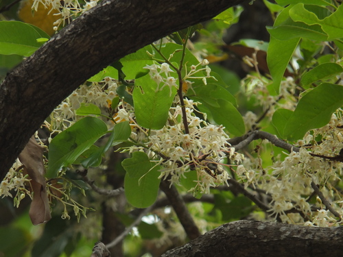 Image of White Meranti (Anthoshorea roxburghii) by (c) Siddarth Machado, some rights reserved (CC BY)