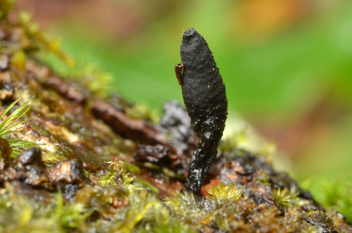 Xylaria, 2026-01-05