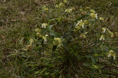Leucas