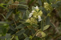 Leucas