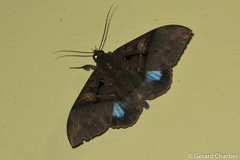 Ischyja inferna