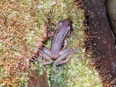 Clinotarsus penelope