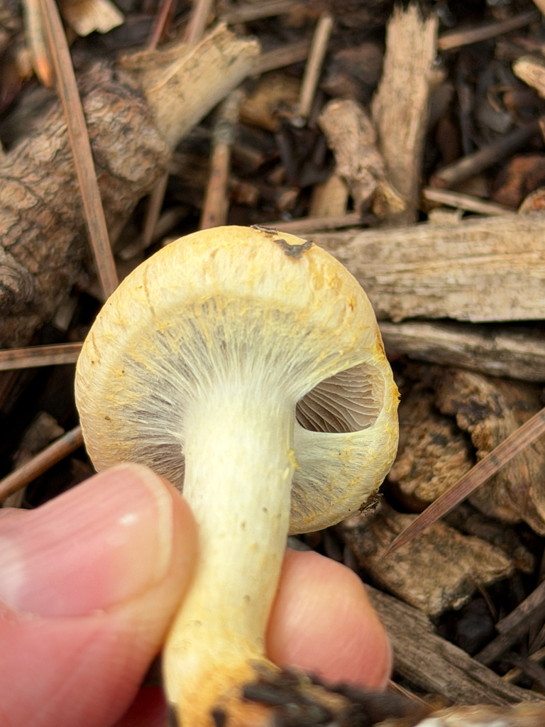 Leratiomyces percevalii · January 2026 · photo: © chrisalises (iNaturalist, cc-by)