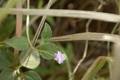 Lantana indica