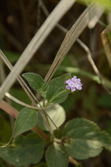 Lantana indica