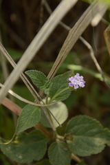 Lantana indica