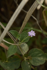 Lantana indica