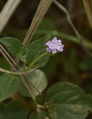 Lantana indica