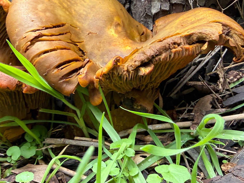 Omphalotus olivascens · January 2026 · photo: © chrisalises (iNaturalist, cc-by)