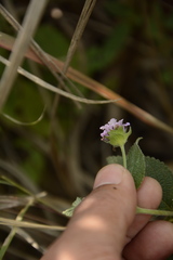 Lantana indica