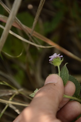 Lantana indica