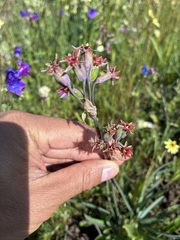 Tulbaghia capensis, photograph author not stated, no rights reserved