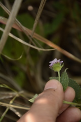 Lantana indica