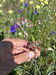 Tulbaghia capensis, photograph author not stated, no rights reserved