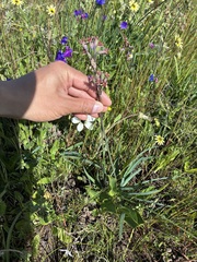 Tulbaghia capensis, photograph author not stated, no rights reserved