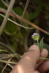 Lantana indica
