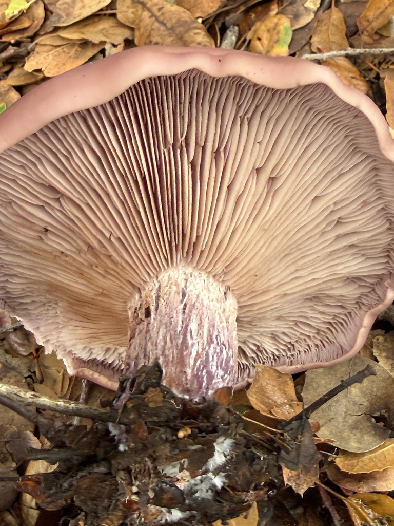 Collybia nuda · January 2026 · photo: © chrisalises (iNaturalist, cc-by)