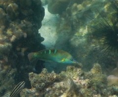 Halichoeres chrysotaenia