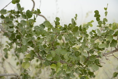Dolichandrone falcata