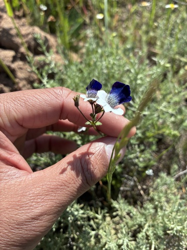 Blue-beard Lionface (Nemesia barbata)