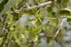 Dolichandrone falcata