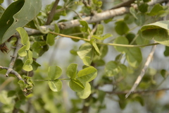 Dolichandrone falcata