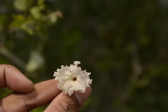 Dolichandrone falcata