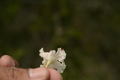 Dolichandrone falcata