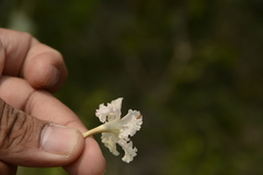 Dolichandrone falcata